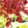 SAMURAI SWORD™ UPRIGHT JAPANESE MAPLE -plant sale shop DETA3 5799