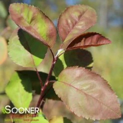 AUTUMN BRILLIANCE® SERVICEBERRY -plant sale shop DETA3 6