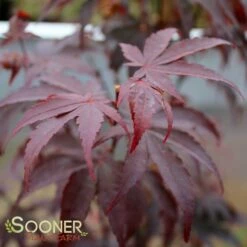 BLOODGOOD UPRIGHT JAPANESE MAPLE 8 BLOODGOOD UPRIGHT JAPANESE MAPLE -plant sale shop DETA3 60