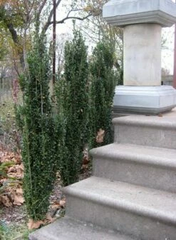 SKY PENCIL HOLLY 9 SKY PENCIL HOLLY -plant sale shop DETA3 637