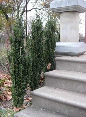 SKY PENCIL HOLLY 6 SKY PENCIL HOLLY - Image 4