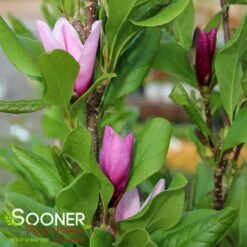 New Products -plant sale shop DETA3 686