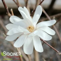 ROYAL STAR MAGNOLIA -plant sale shop DETA3 687