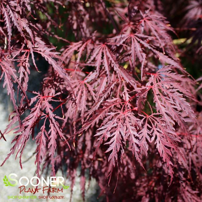 TAMUKEYAMA WEEPING JAPANESE MAPLE 5 TAMUKEYAMA WEEPING JAPANESE MAPLE - Image 3