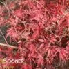 RED SELECT WEEPING JAPANESE MAPLE 1 RED SELECT WEEPING JAPANESE MAPLE -plant sale shop DETA3 728