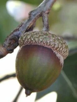 NORTHERN RED OAK -plant sale shop DETA3 86