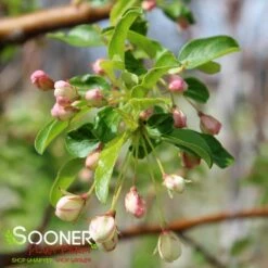 GOLDEN RAINDROPS® CRABAPPLE -plant sale shop DETA4 1028