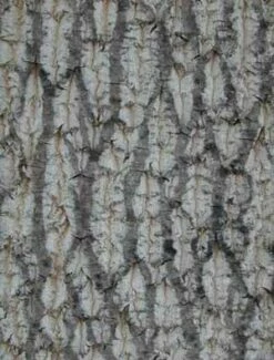 TULIP TREE -plant sale shop DETA4 109