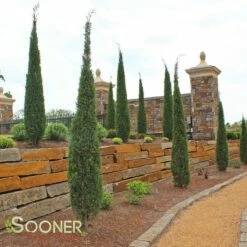 TAYLOR JUNIPER 9 TAYLOR JUNIPER -plant sale shop DETA4 142