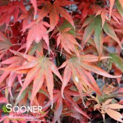 SHAINA DWARF UPRIGHT JAPANESE MAPLE -plant sale shop DETA4 1874
