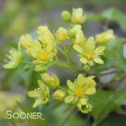 FIRE DRAGON® SHANTUNG MAPLE -plant sale shop DETA4 2002