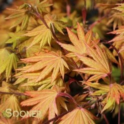 AUTUMN MOON UPRIGHT JAPANESE MAPLE -plant sale shop DETA4 2092