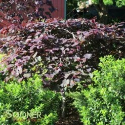 RUBY FALLS WEEPING REDBUD -plant sale shop DETA4 2311