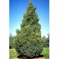 HETZI COLUMN JUNIPER -plant sale shop DETA4 2415