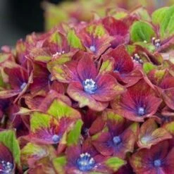 PISTACHIO HYDRANGEA -plant sale shop DETA4 2500