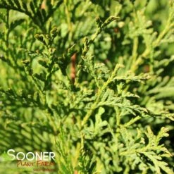 NORTH POLE® ARBORVITAE 8 NORTH POLE® ARBORVITAE -plant sale shop DETA4 2595