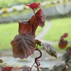 RED DRAGON CONTORTED FILBERT 10 RED DRAGON CONTORTED FILBERT -plant sale shop DETA4 3068