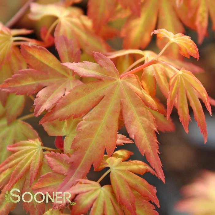 ORANGE DREAM UPRIGHT JAPANESE MAPLE 6 ORANGE DREAM UPRIGHT JAPANESE MAPLE - Image 4