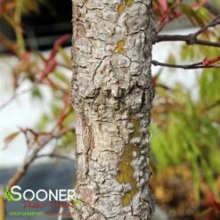 ARA KAWA UPRIGHT JAPANESE MAPLE -plant sale shop DETA4 3683