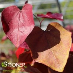 FLAME THROWER® REDBUD -plant sale shop DETA4 4074