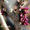 DON EGOLF MINIATURE REDBUD -plant sale shop DETA4 430