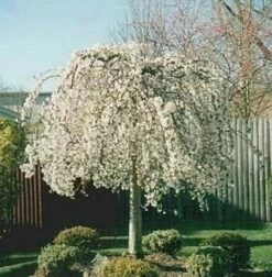 SNOW FOUNTAIN WEEPING FLOWERING CHERRY 10 SNOW FOUNTAIN WEEPING FLOWERING CHERRY -plant sale shop DETA4 433