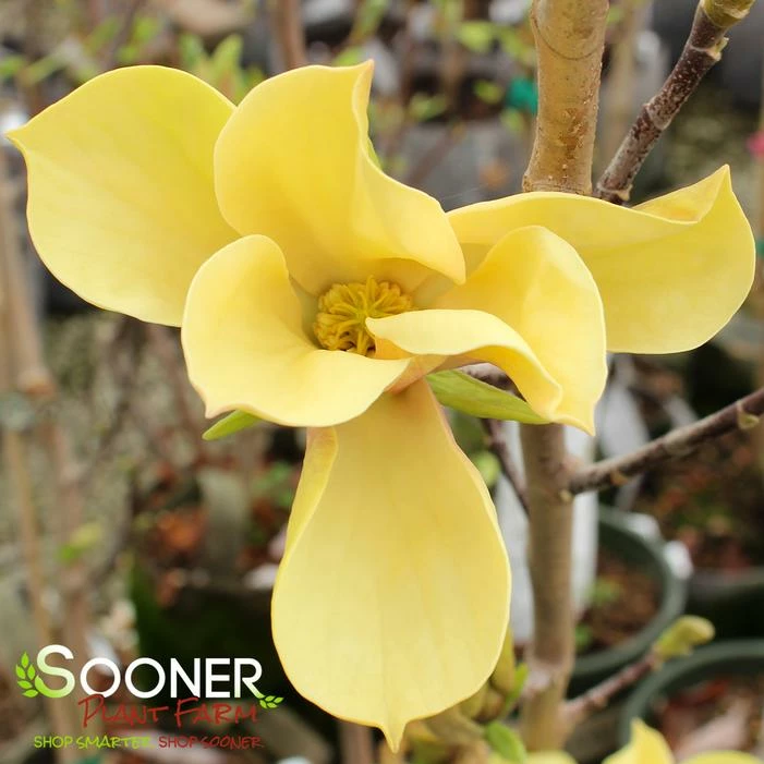 JUDY ZUK MAGNOLIA 4 JUDY ZUK MAGNOLIA - Image 2