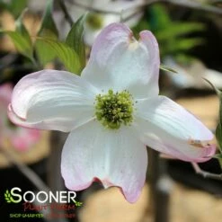 APACHE DOGWOOD -plant sale shop DETA4 4700