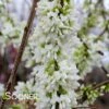 WHITE CHINESE REDBUD -plant sale shop DETA4 4777