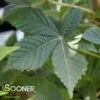 LAVABURST® OHIO BUCKEYE -plant sale shop DETA4 4788