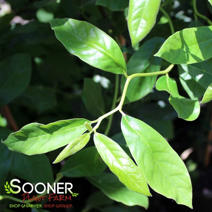 ZYDECO TWIST BLACKGUM 6 ZYDECO TWIST BLACKGUM - Image 4