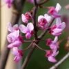 MIDNIGHT EXPRESS® REDBUD -plant sale shop DETA4 5287