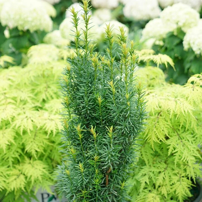 STONEHENGE SKINNY® YEW 4 STONEHENGE SKINNY® YEW - Image 2