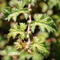 plant sale shop -plant sale shop DETA4 5359