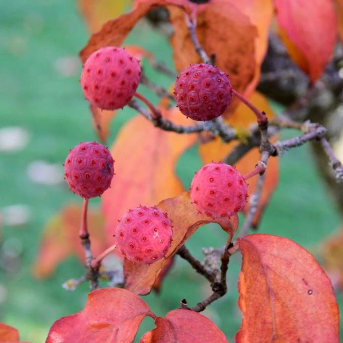 HEART THROB® KOUSA DOGWOOD 3 HEART THROB® KOUSA DOGWOOD