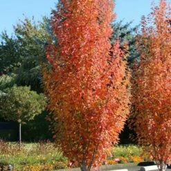 ARMSTRONG GOLD® MAPLE -plant sale shop DETA4 5466