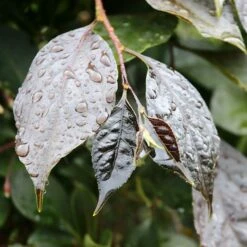 NIGHTFALL® WEEPING JAPANESE SNOWBELL -plant sale shop DETA4 5476