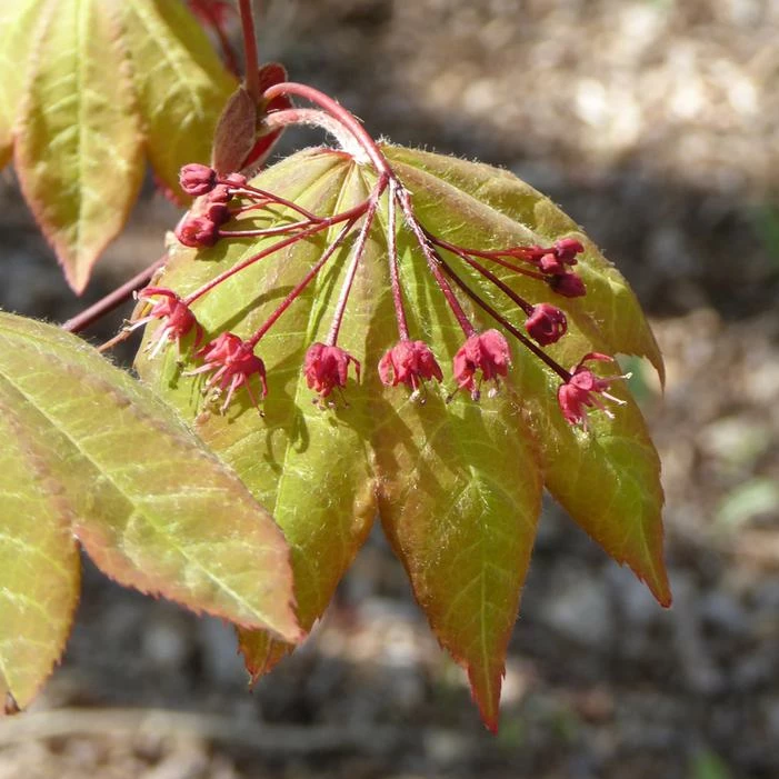 MORNING STARBURST™ VINE MAPLE 4 MORNING STARBURST™ VINE MAPLE - Image 2