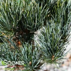 BLUE SHORT-NEEDLED JAPANESE WHITE PINE -plant sale shop DETA4 5712