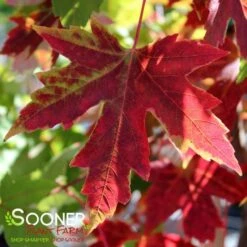 AUTUMN FANTASY® MAPLE -plant sale shop DETA4 58