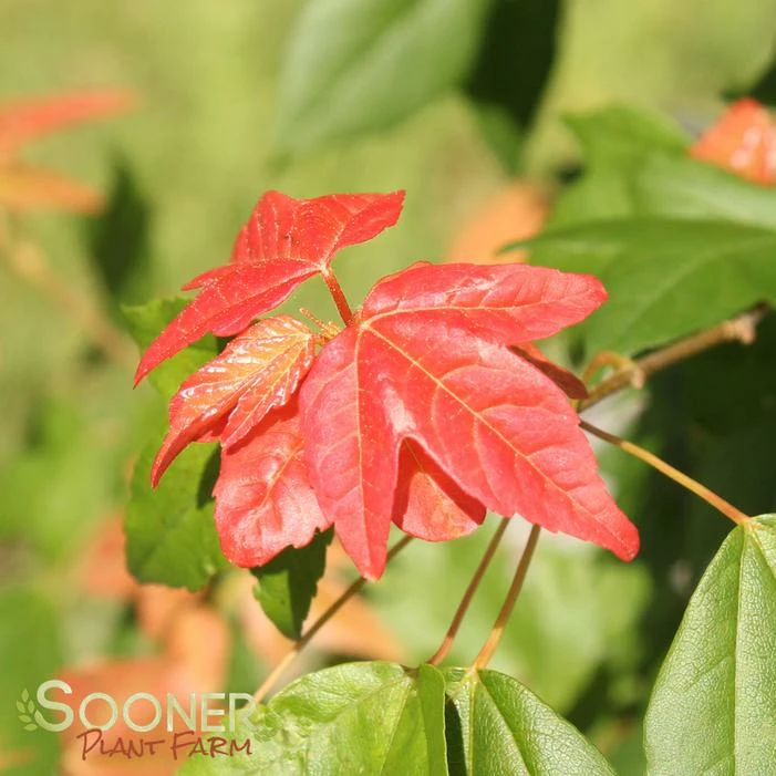 TRIDENT MAPLE 6 TRIDENT MAPLE - Image 4