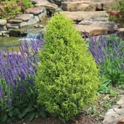 GOLD CONE JUNIPER -plant sale shop DETA5 1095