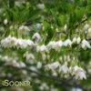 JAPANESE SNOWBELL -plant sale shop DETA5 1271
