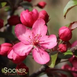 ROYAL RAINDROPS® CRABAPPLE -plant sale shop DETA5 1351