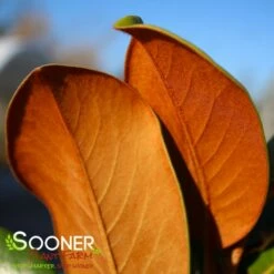 TEDDY BEAR® MAGNOLIA -plant sale shop DETA5 144