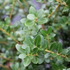 STEED'S JAPANESE HOLLY