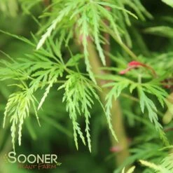 SEIRYU UPRIGHT JAPANESE MAPLE -plant sale shop DETA5 1875