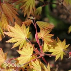 AUTUMN MOON UPRIGHT JAPANESE MAPLE -plant sale shop DETA5 2092
