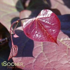 RUBY FALLS WEEPING REDBUD -plant sale shop DETA5 2311