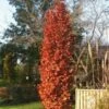 CHIMNEY FIRE OAK -plant sale shop DETA5 2373